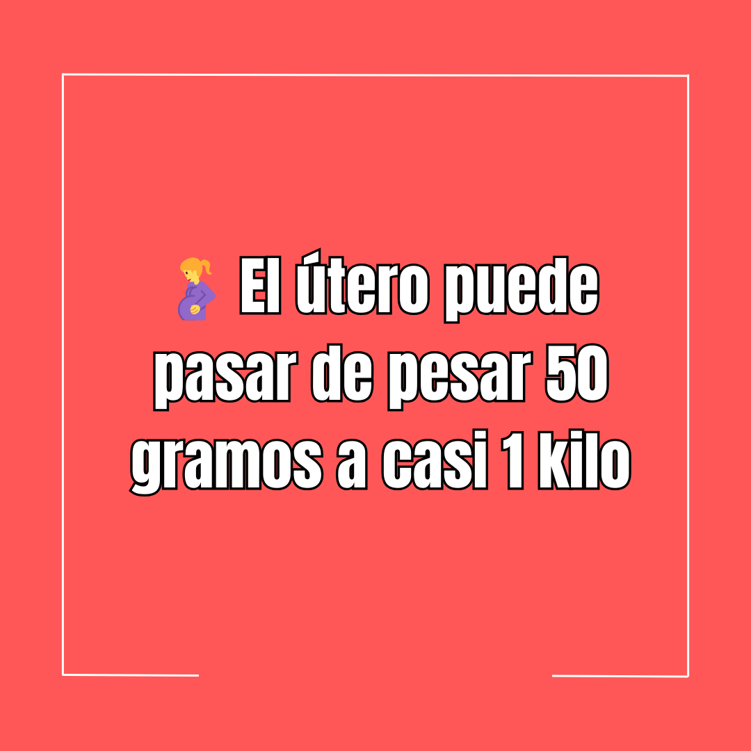 🤰 El útero puede pasar de pesar 50 gramos a casi 1 kilo